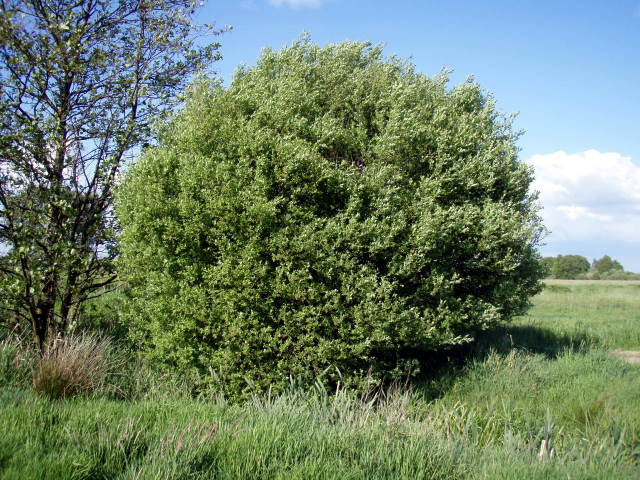 Ohrweide Salix aurita Futterpflanze des Schillerfalters 60-100 cm im Container 