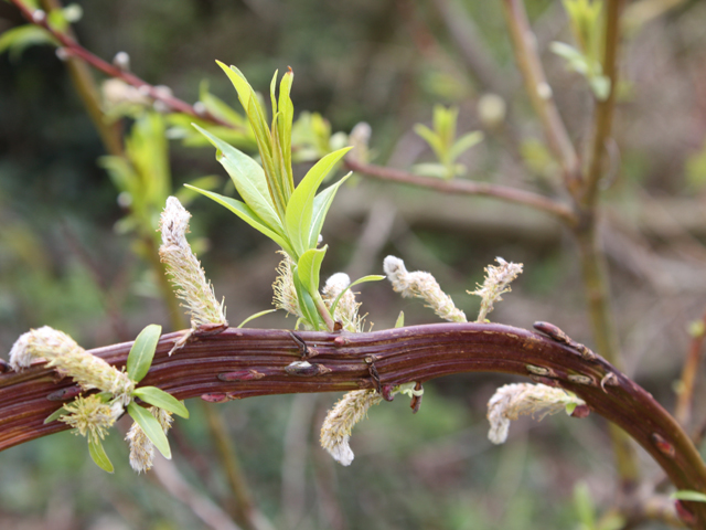 Salix sachalinensis Sekka Drachenweide Sekka 