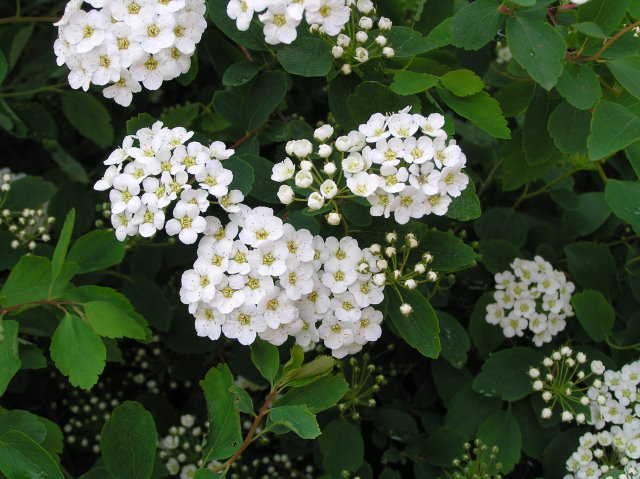 Spiraea Vanhouttei