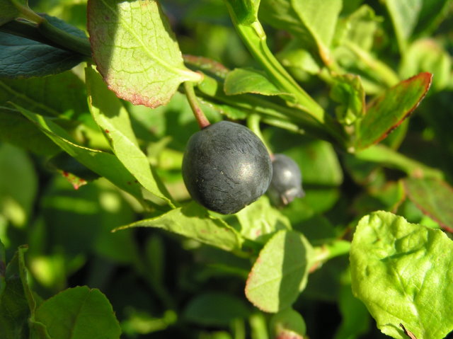 Blütensträucher, Heidelbeere Eggert Baumschule und Baumschulen, - Wilde Online-Shop Heckenpflanzen - myrtillus) Blaubeere (Vaccinium unserem in