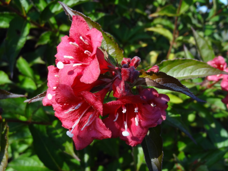 Blütensträucher, - Bristol Pflanzenversand Heckenpflanzen Eggert Ruby Baumschulen, Baumschule - Weigelie der Bristol Ruby) vom Baumschule direkt (Weigela Eggert