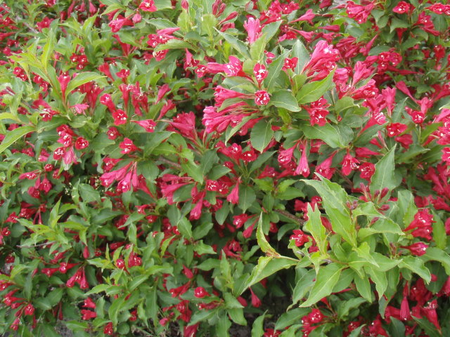 Baumschule Eggert - Blütenstr?ucher, Baumschulen, Heckenpflanzen - Weigelie Red  Prince, Weigela Red Prince, direkt von der Markenbaumschule bestellen!