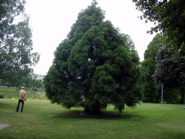 der riesengroße Bergmammut-Baum ! Sequoiadendron giganteum Super 