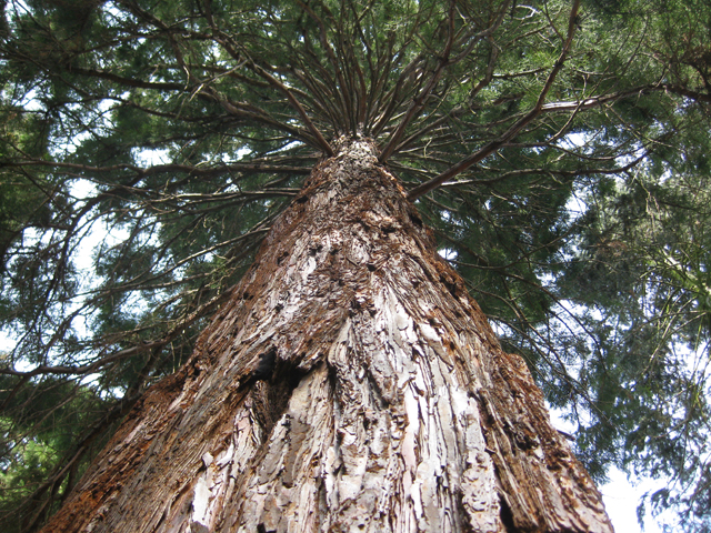 Sequoiadendron giganteum Riesenmammutbaum Pflanze 25-35cm Frost 