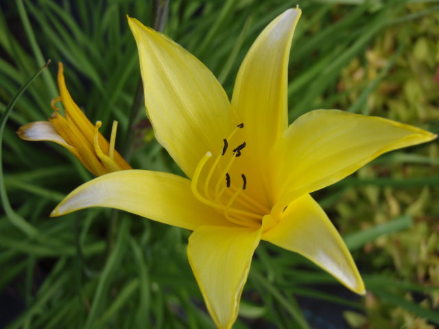 Baumschule Eggert Blutenstraucher Baumschulen Heckenpflanzen Taglilie Kleine Taglilie Hemerocallis Minor Gibt Es Hier Gunstig In Unserem Online Shop