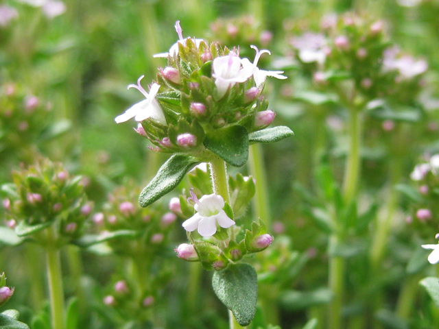 Baumschule Eggert - Blütensträucher, Baumschulen, Heckenpflanzen - .Thymus vulgaris