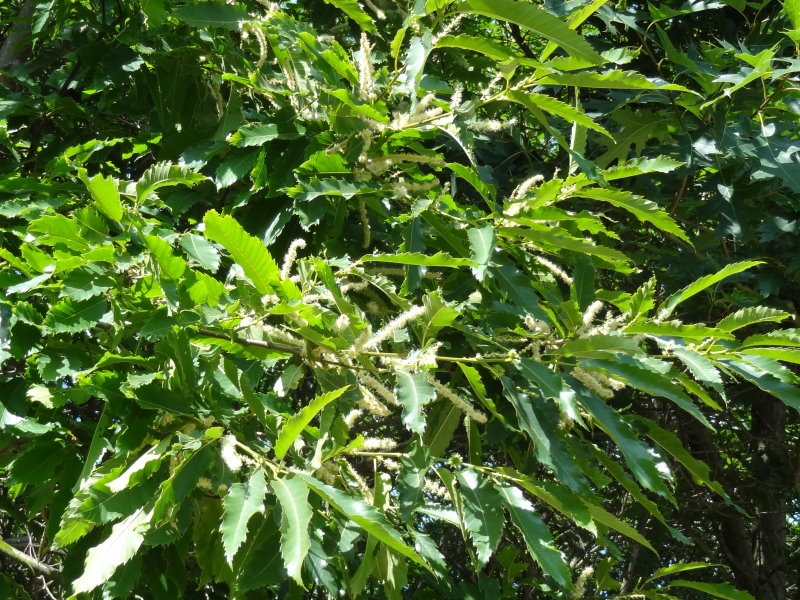 Castanea sativa Esskastanie Marone Baum Pflanze ca 20 cm echte Edelkastanie 
