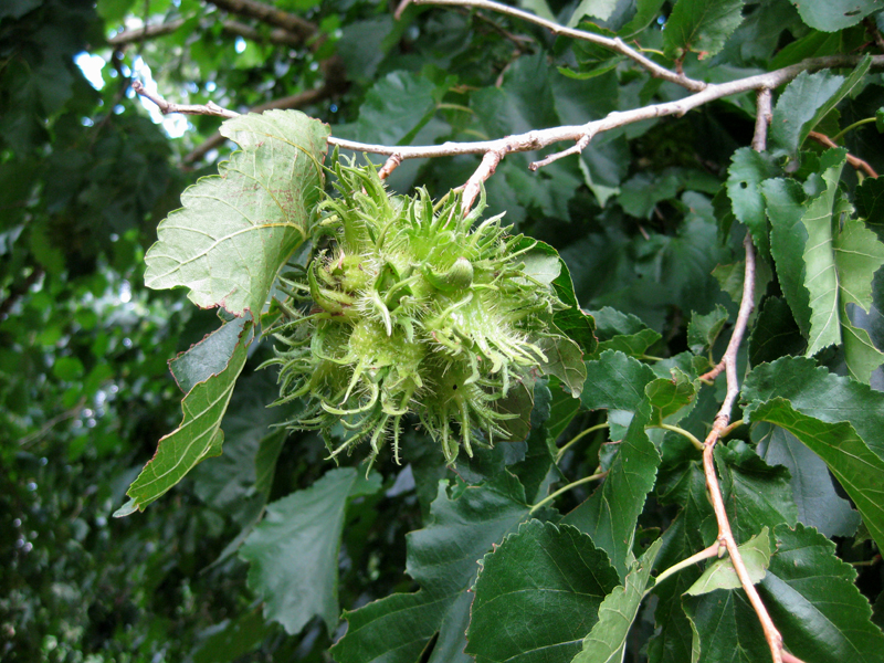 Baum-Hasel Corylus colurna Pflanze 35-40cm Türkische Hasel Haselnuss Baumhasel 