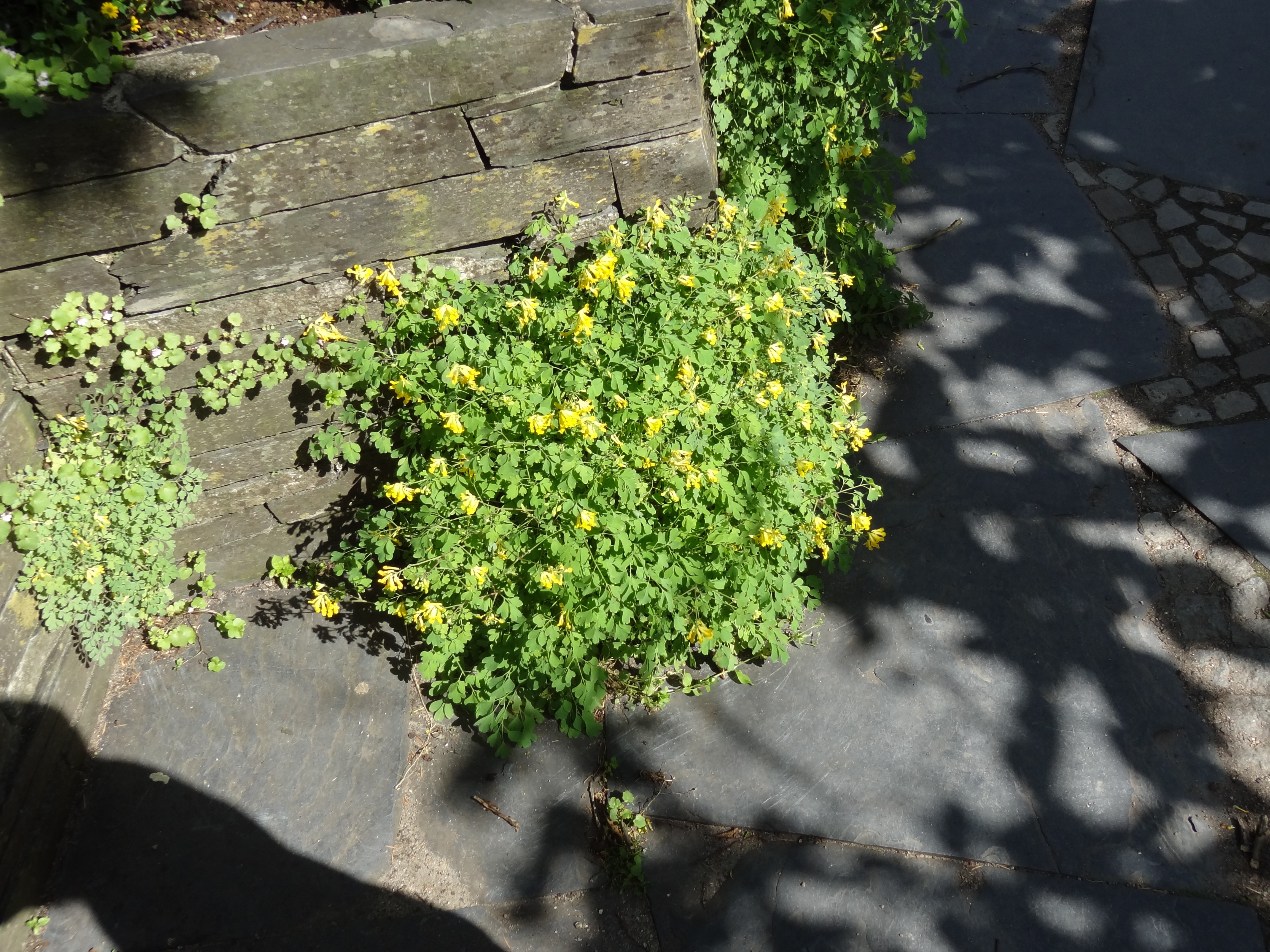 Baumschule Eggert Blutenstraucher Baumschulen Heckenpflanzen Lerchensporn Gelber Lerchensporn Corydalis Lutea Direkt Vom Pflanzenversand Der Markenbaumschule Bestellen