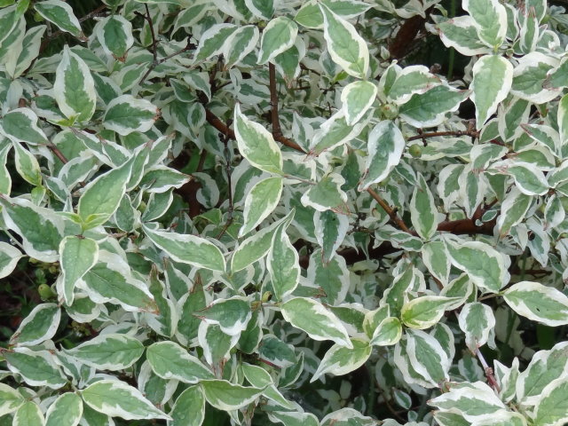 hoya wayetii variegata Hoya wayetii 'Tricolor' main image 0