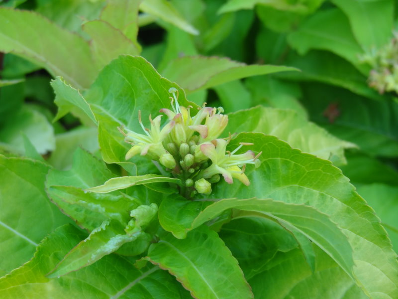Baldur-Garten Bienenstrauch Honeybee®,1 Pflanze