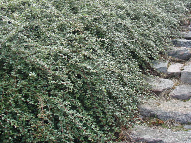 Kriechmispel 'Coral beauty' Bodendecker Immergrün 