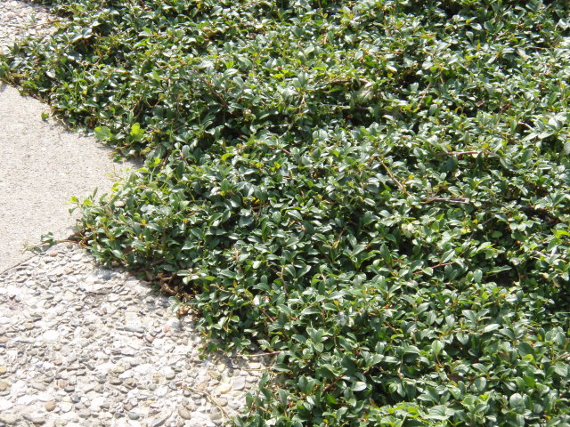 Cotoneaster dammeri radicans Immergrün 