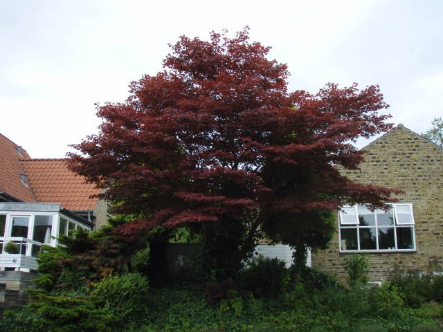 Baumschule Eggert Blutenstraucher Baumschulen Heckenpflanzen Japansk Blodlonn Acer Palmatum Atropurpurea