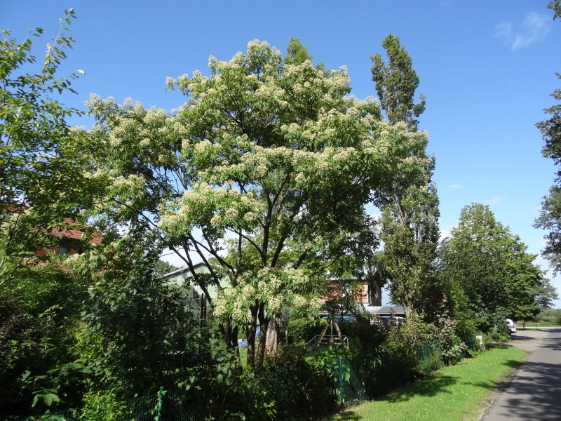 Samthaarige Stinkesche 60-80cm Bienenbaum Tetradium daniellii 