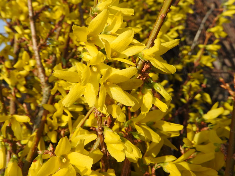 Blütensträucher in gelb 25 Forsythien auch als Hecke