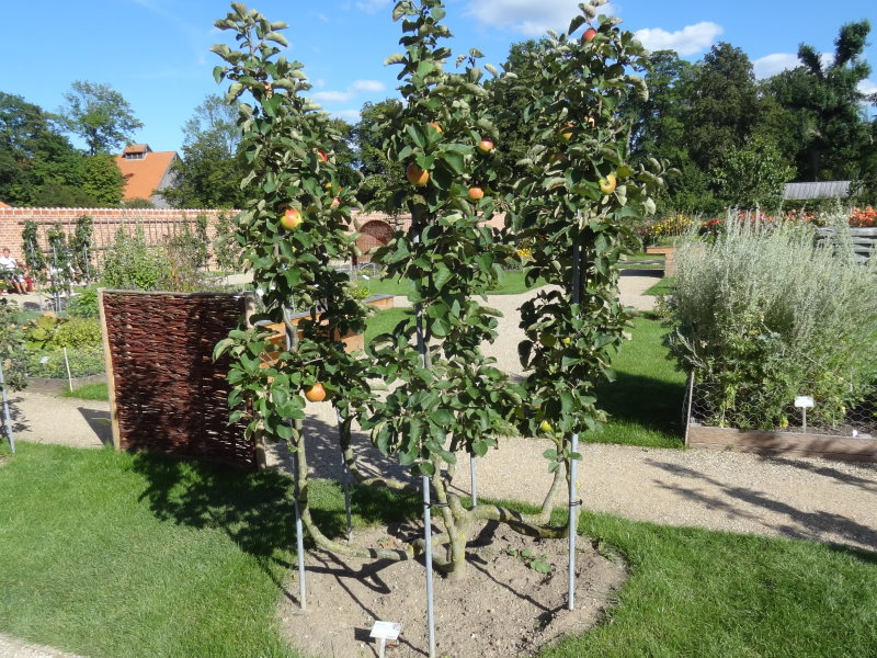 Baumschule Eggert - Blütensträucher, Baumschulen, Heckenpflanzen -  Holsteiner Cox, Apfel gibt es hier günstig in unserem Online-Shop! | Obstbäume & Gemüsepflanzen