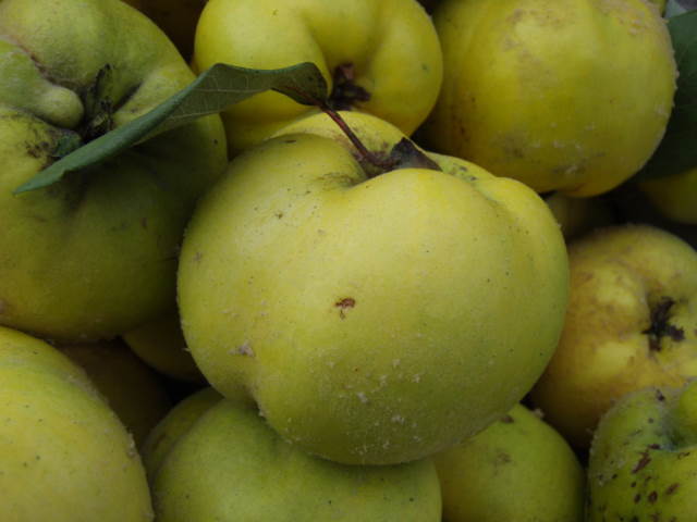Baumschule Eggert - Blütensträucher, Baumschulen, Heckenpflanzen - Konstantinopeler  Apfelquitte gibt es hier günstig in unserem Online-Shop!