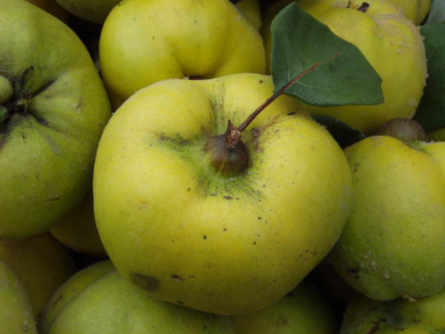 Baumschulen, - Blütensträucher, es gibt günstig Konstantinopeler hier - unserem in Apfelquitte Baumschule Eggert Heckenpflanzen Online-Shop!