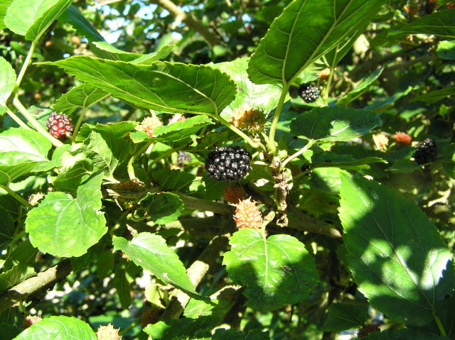 Schwarze Maulbeere Morus nigra Maulbeerbaum 5 Stecklinge 