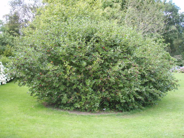 Baumschule Eggert - Blütensträucher, Köp Aronia - Aronia, melanocarpa Baumschulen, Baumschulen! Heckenpflanzen hos Svart Eggert