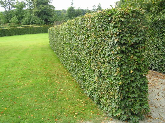 Hainbuche, Weißbuche 2 Meter Hecke FloraSelf Carpinus betulus H 40