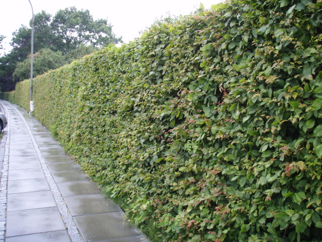 Eine lange Hainbuchen-Hecke pflanzen: So geht's