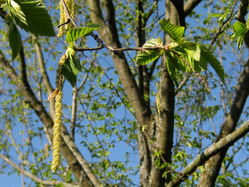 Seltene,Hop Hainbuche,Ostrya Carpinifolia,Hardy Blühender Baum,Prächtigen Fruit