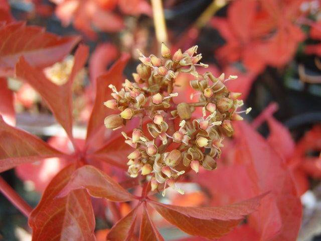 Wilder Wein Parthenocissus quinquefolia 40-60cm Sommerblüher Herbstfärbung 