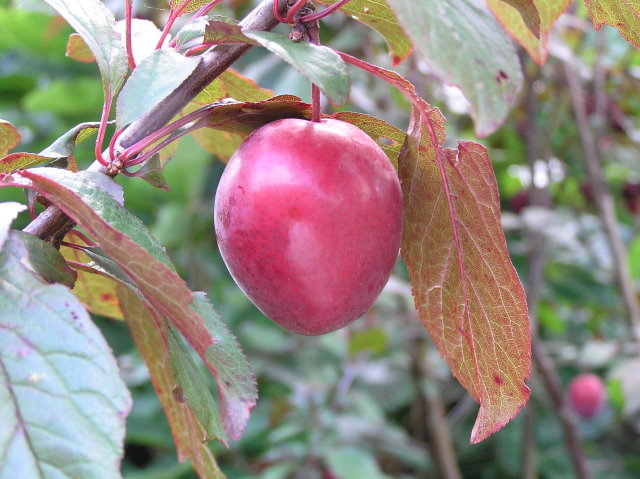 Baumschule Eggert - Blütensträucher, Baumschulen, Heckenpflanzen -  Großfrüchtige Blutpflaume, Prunus cerasifera Hollywood im Pflanzenhandel  online kaufen!