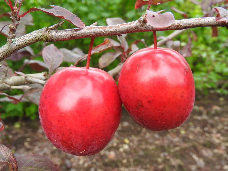 online Pflanzenhandel Großfrüchtige - Baumschulen, - Eggert cerasifera Blütensträucher, Heckenpflanzen im kaufen! Hollywood Blutpflaume, Prunus Baumschule