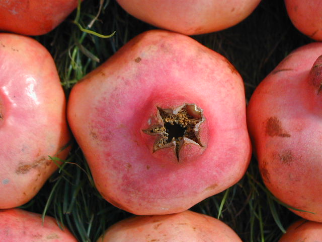Frucht Granatapfel 'Provence"  Punica granatum 3-4 Liter 