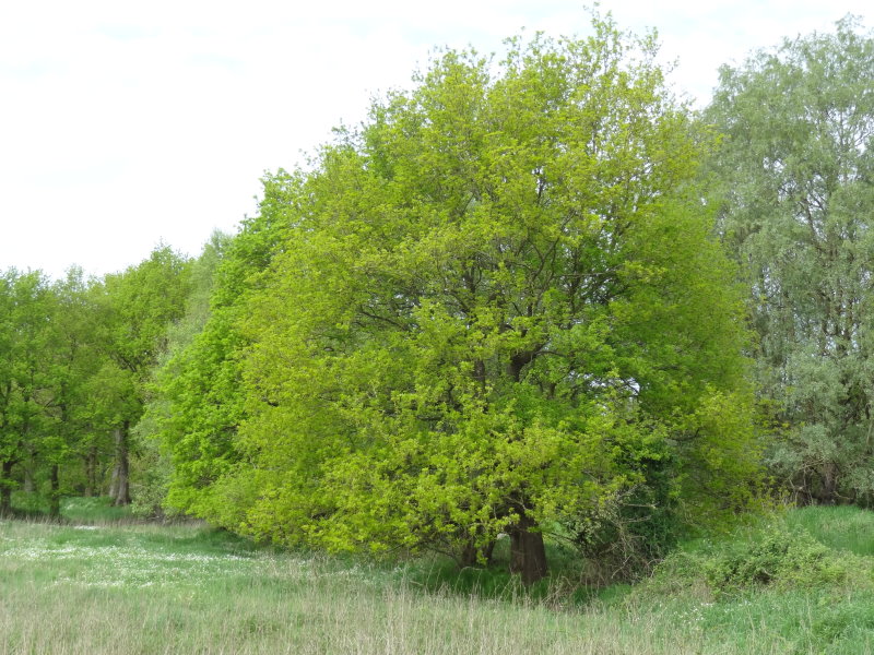 Ek (Quercus spp.) - Skogskunskap