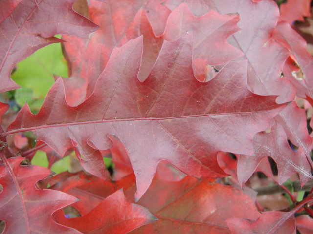 Roteichenart aus den USA Quercus shumardii Pflanze 