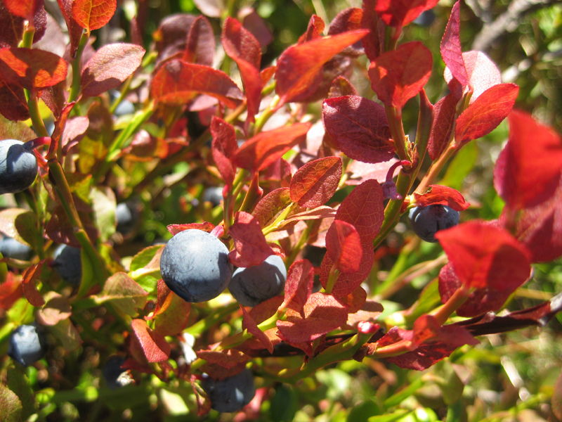 Baumschule Eggert - Blütensträucher, Baumschulen, Heckenpflanzen - Wilde  Heidelbeere und Blaubeere (Vaccinium myrtillus) in unserem Online-Shop