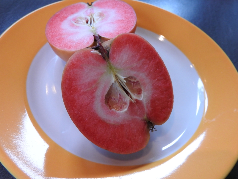 Baumschule Eggert - Blütensträucher, Baumschulen, Heckenpflanzen - Apfel  Roter Mond direkt vom Pflanzenversand der Baumschule bestellen!