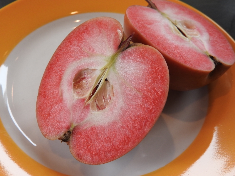 Baumschule Eggert - Blütensträucher, Baumschulen, Heckenpflanzen - Apfel  Roter Mond direkt vom Pflanzenversand der Baumschule bestellen!