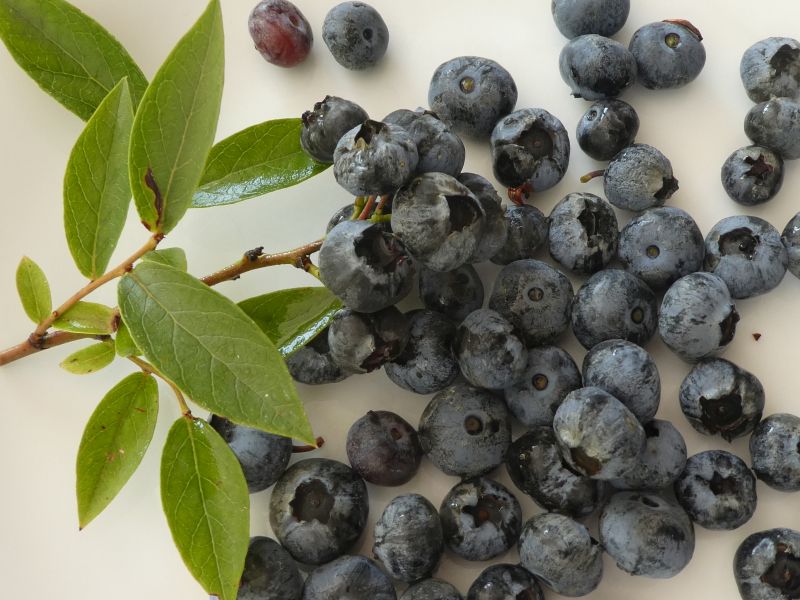 Pflanze Blaubeere  die Gourmet-Sorte mit besonderem Aroma DARROW Heidelbeere 