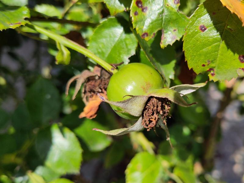 Rosa Sympathie