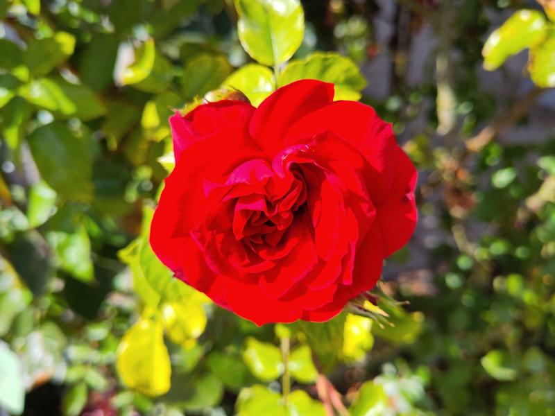 Rosa Sympathie