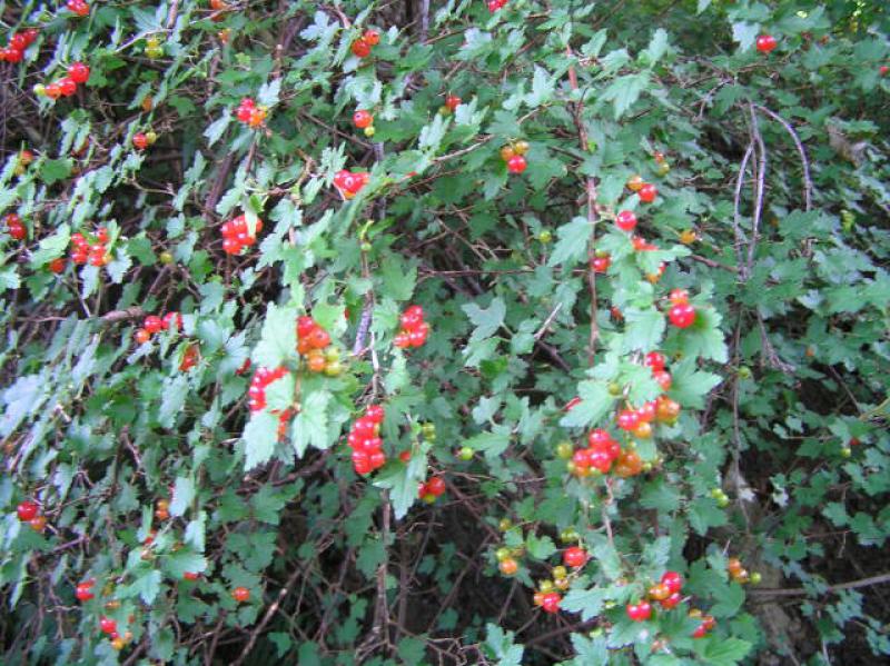 Früchte bei Ribes alpinum