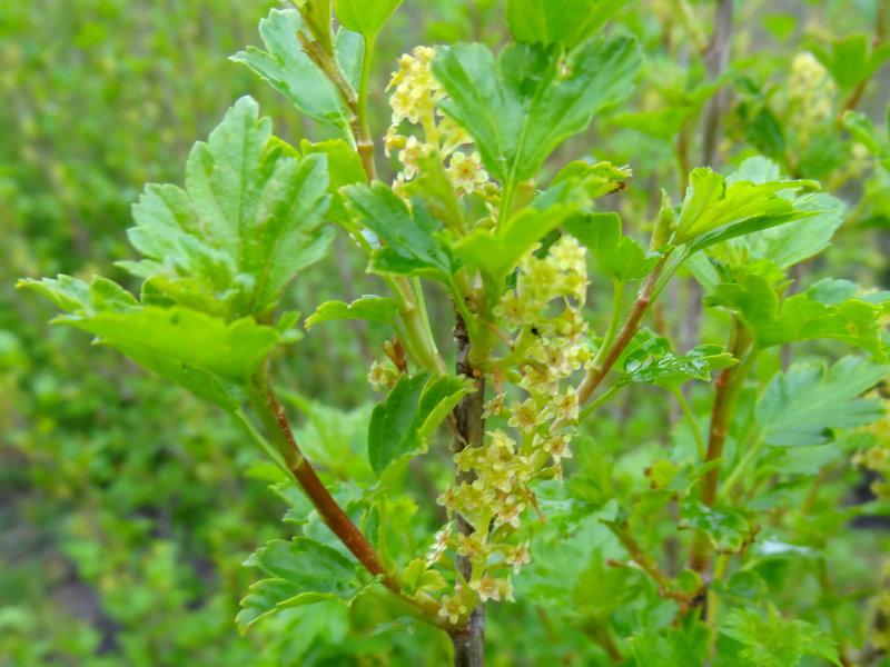 Blüte von Ribes alpinum