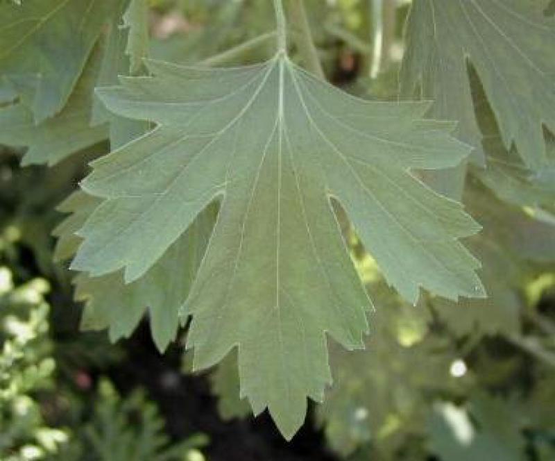 Gold-Johannisbeere - Blatt