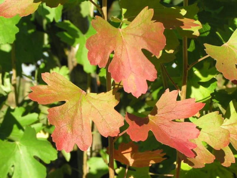 Herbstfärbung bei Ribes aureum