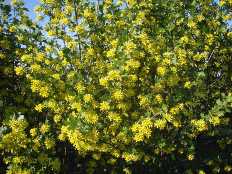 Überreiche Blüte bei Ribes aureum