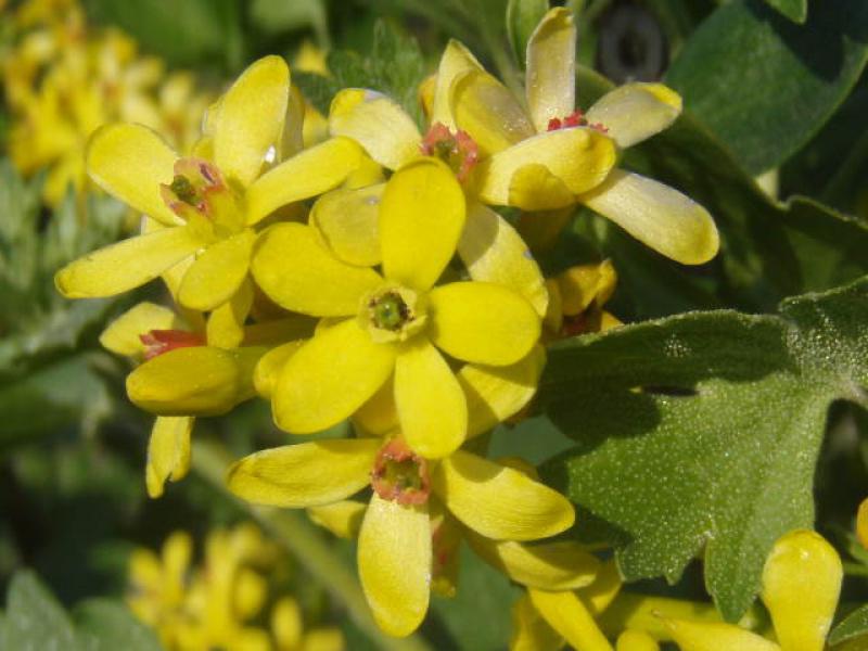 Die schöne gelbe Blüte der Goldjohannisbeere