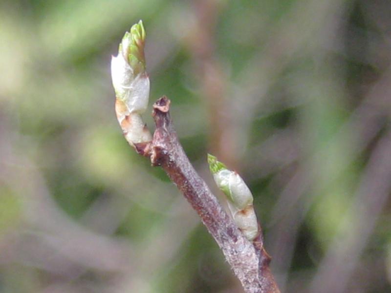 Knospen der Gold-Johannisbeere