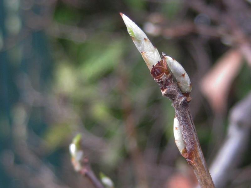Ribes aureum - Knospen