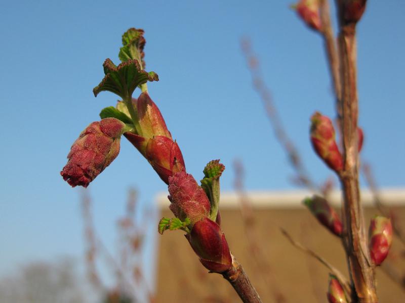 Blutrote Blütenknospen der Blutjohannisbeere