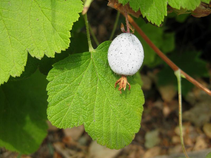 Blaubereifte Beeren - Blutjohannisbeere